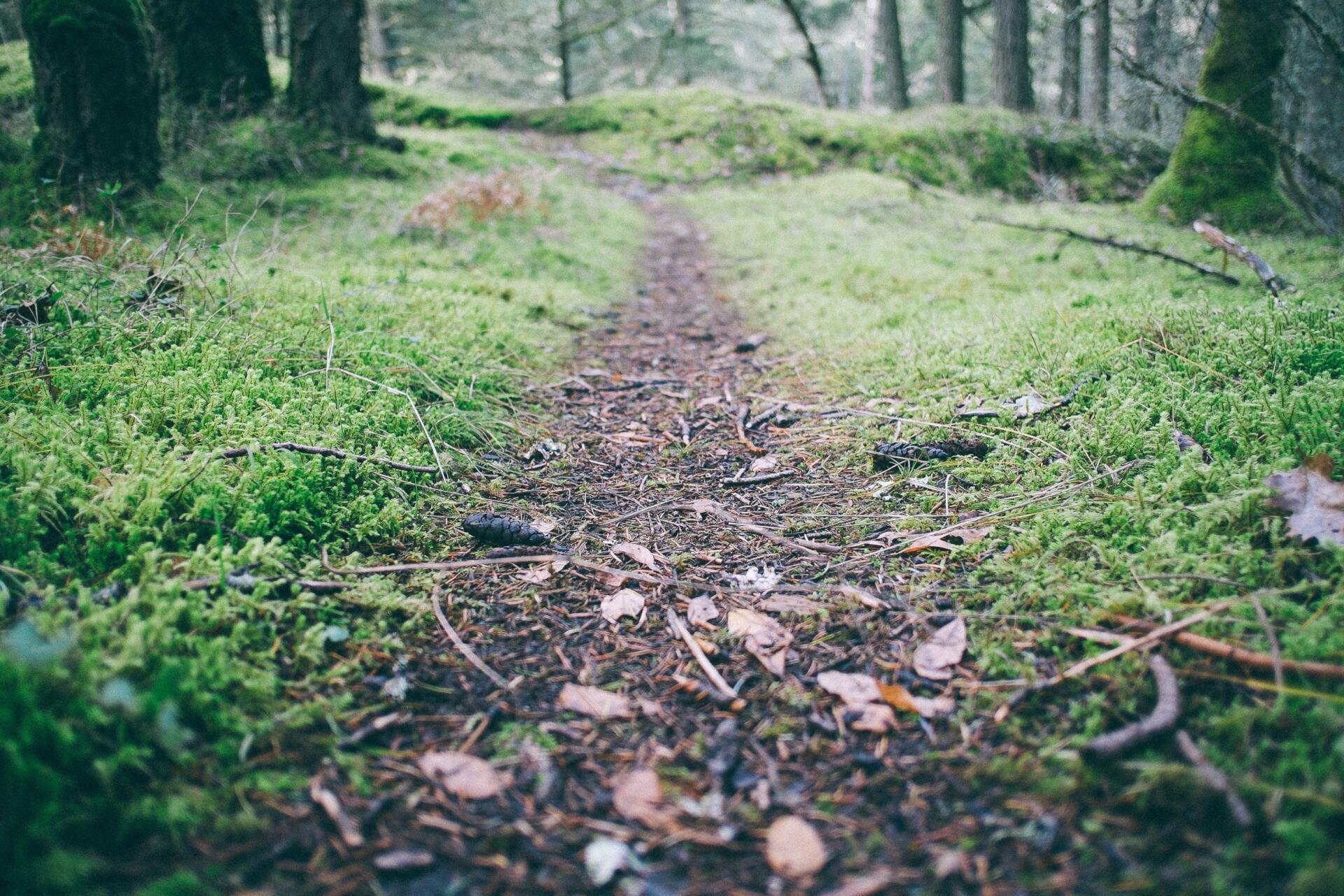 Wanderweg auf der Schwäbischen Alb bei Schelklingen